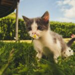 a kitten smelling a daisy